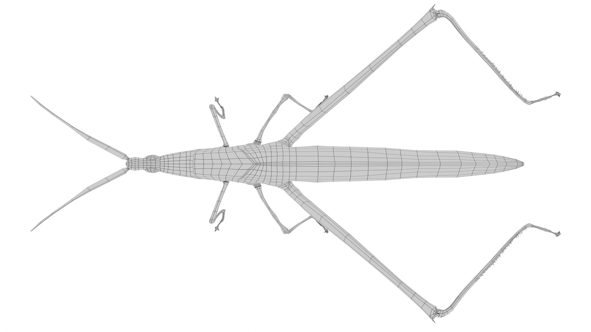Long Headed Locust Model - TurboSquid 2409331