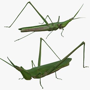 Long Headed Locust model