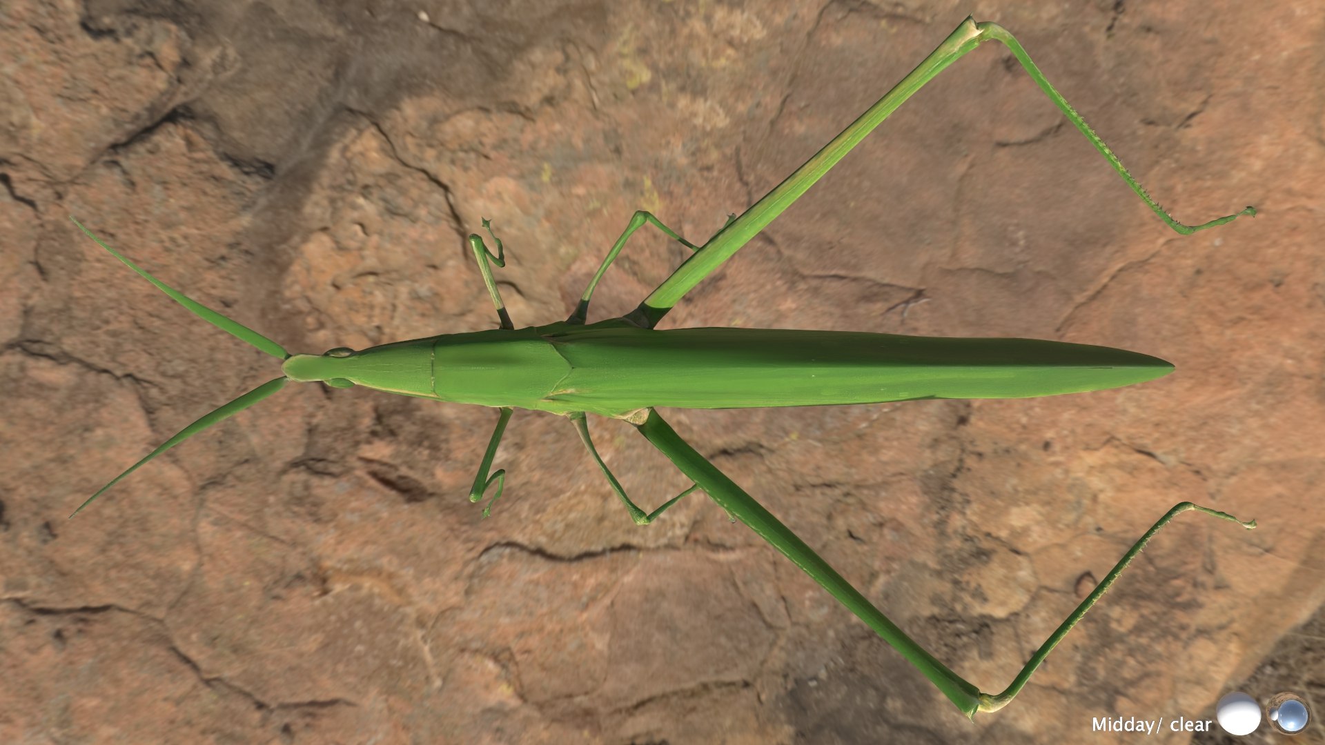 Long Headed Locust Model - TurboSquid 2409331