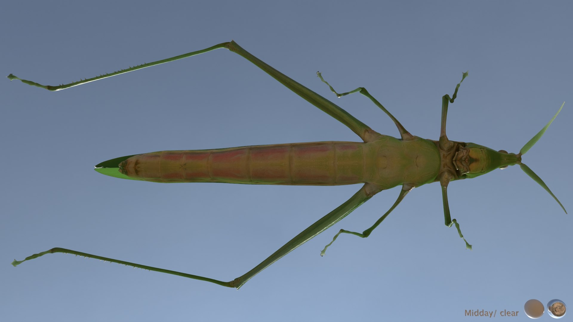 Long Headed Locust Model - TurboSquid 2409331