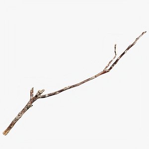 3D Scanned Sprig 06 StemCell model