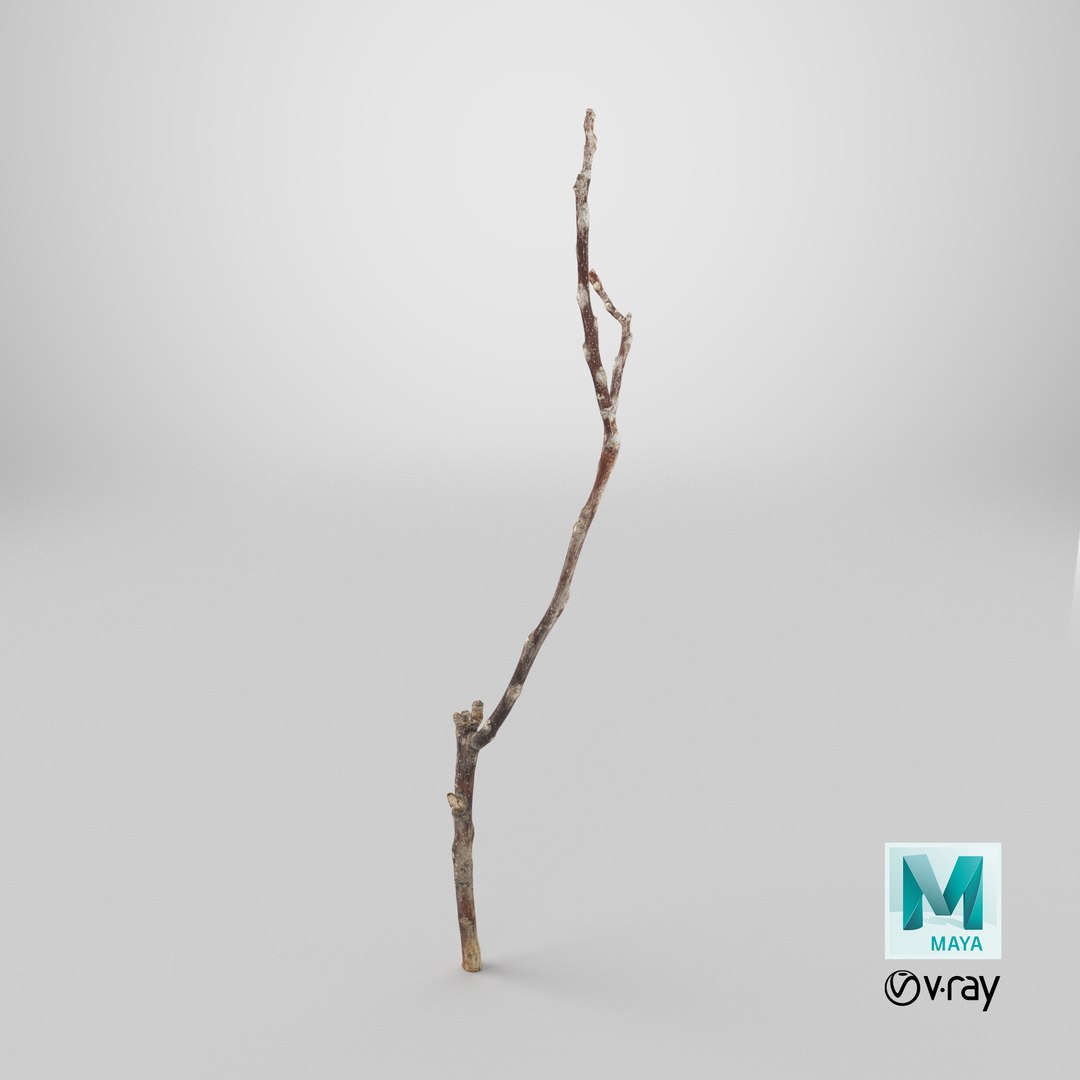 3D Scanned Sprig 06 StemCell Model - TurboSquid 2398845