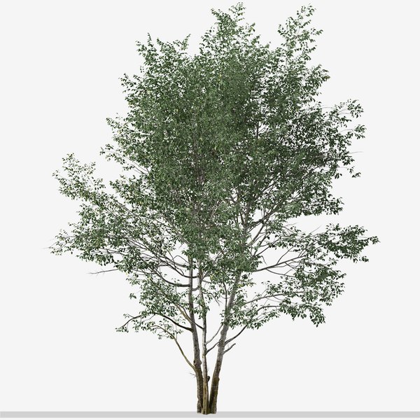 3D Set of Downy Birch or Betula pubescens Tree - 2 Trees