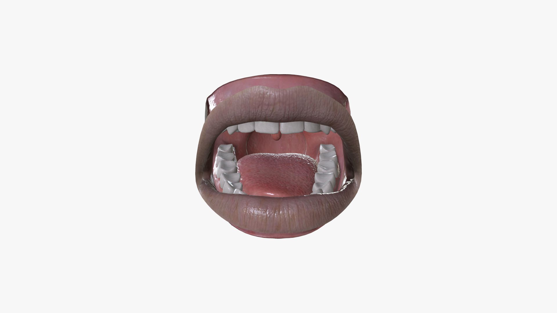 3D Model MTH-002 Rigged Mouth - TurboSquid 2124057