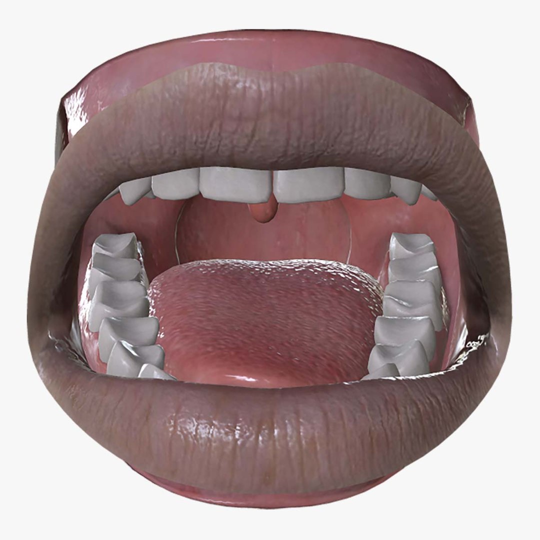 3D Model MTH-002 Rigged Mouth - TurboSquid 2124057