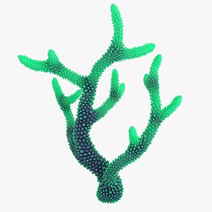 3D model coral 4 s