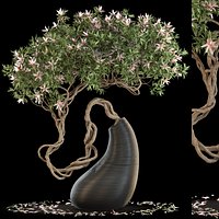 Plants collection 643