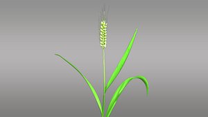 Triticum