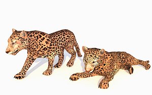 3D leopard animations