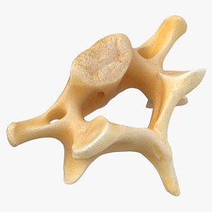 Kangaroo Red Necked Wallaby Cervical Vertebrae C7