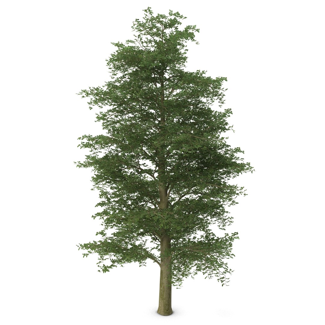 european beech tree 3ds