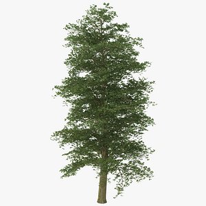 european beech tree 3ds