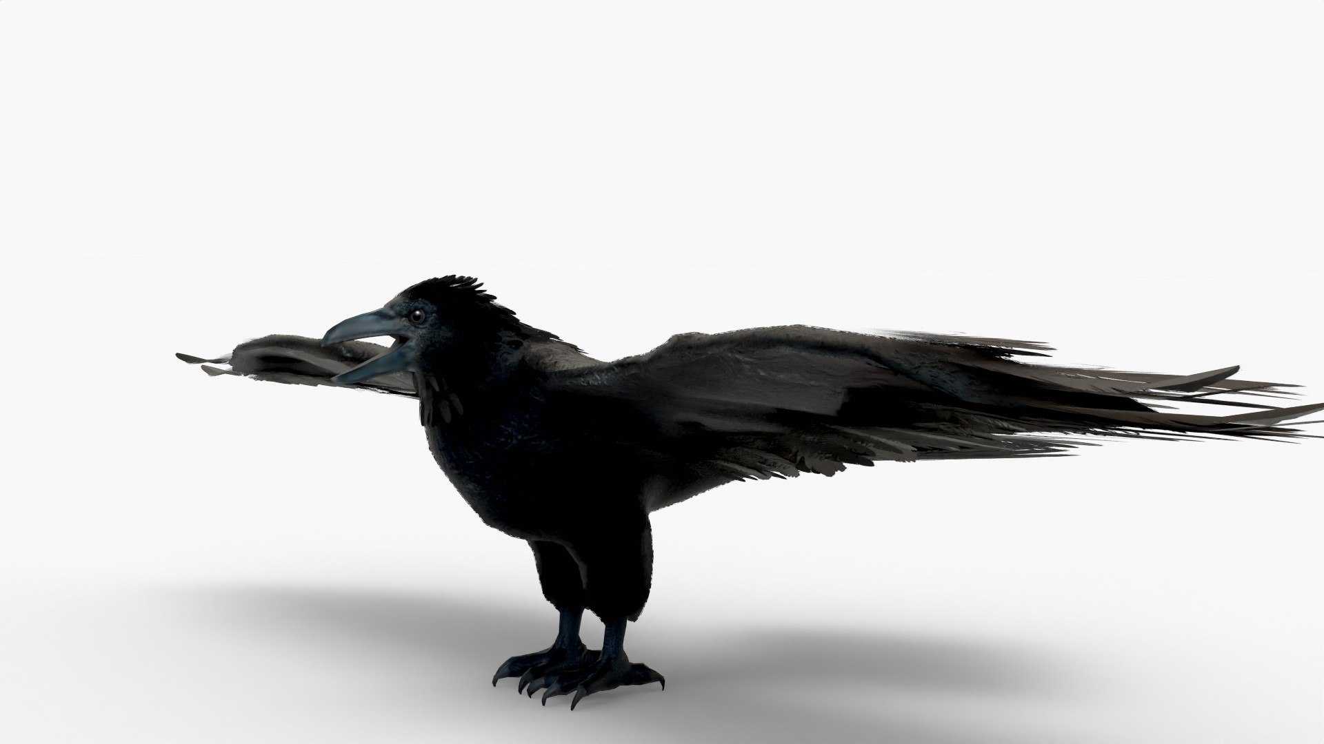 3D American Crow Model - TurboSquid 2296115