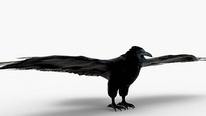3D American Crow model