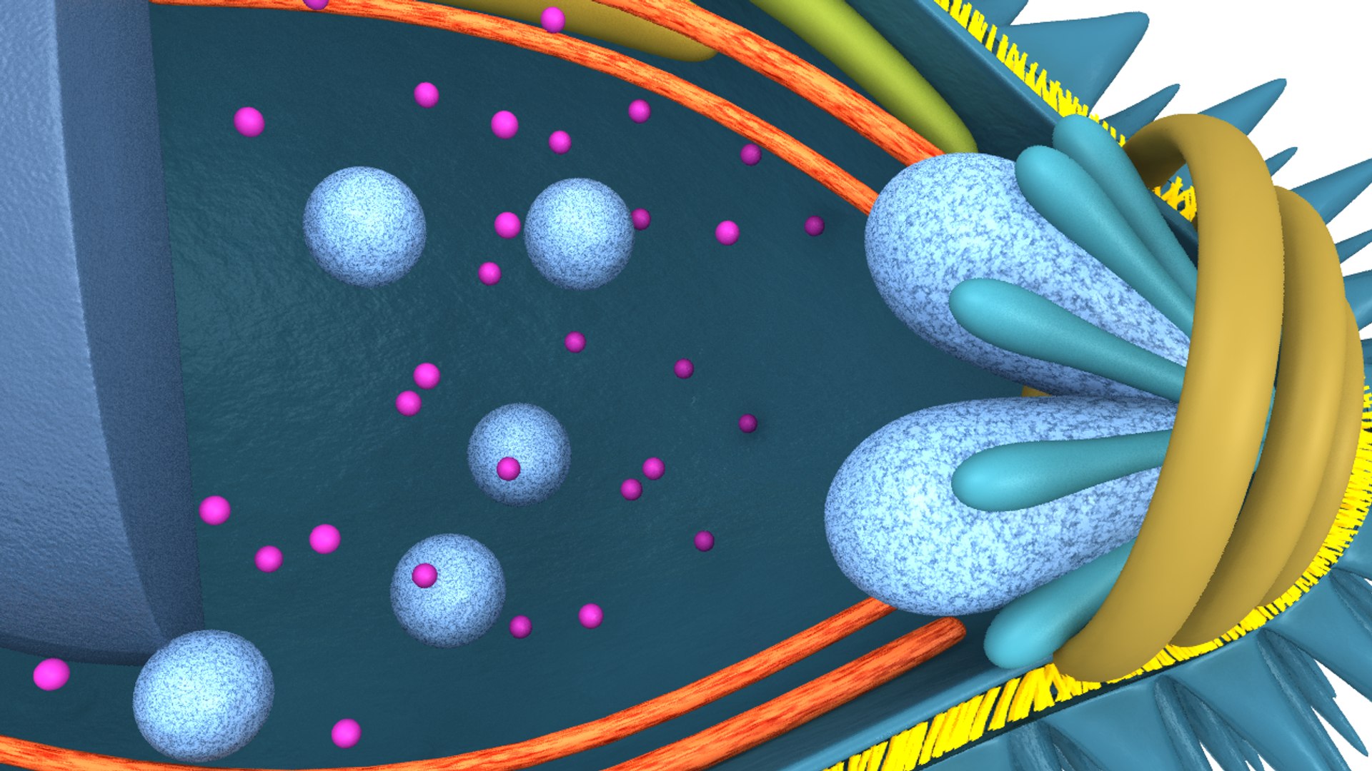 3d Plasmodium Malaria Parasite Model