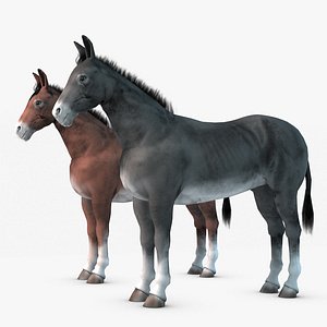 max donkey realistic