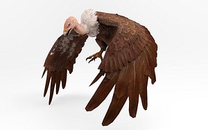 Vulture 12 Animations 3D model