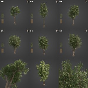 2021 PBR African Mahogany Collection - Khaya Ivorensis