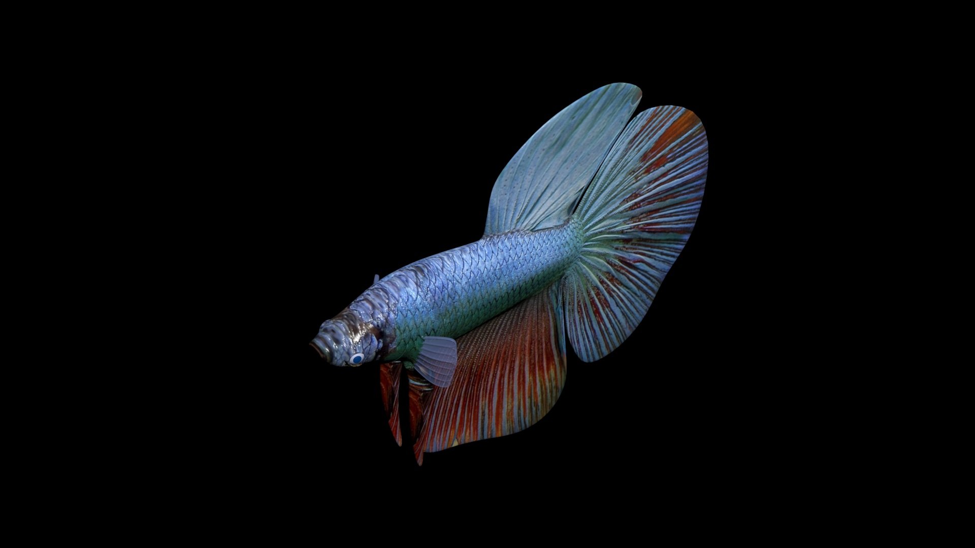 2020 Betta Fish 3D Model - TurboSquid 1473083