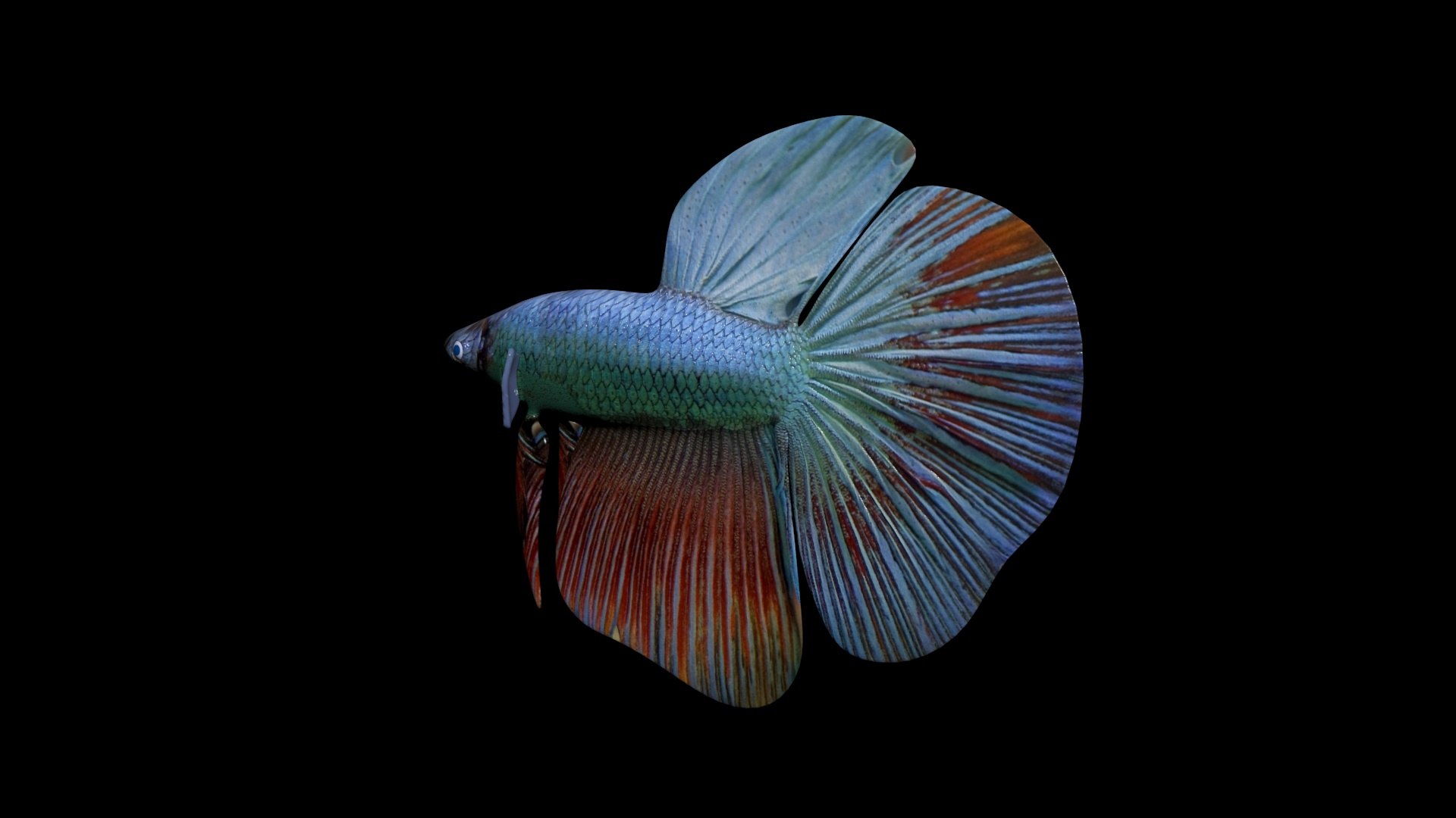 2020 Betta Fish 3D Model - TurboSquid 1473083