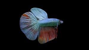 2020 betta fish 3D model