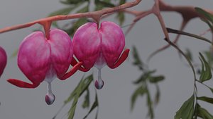 Dicentra spectabilis