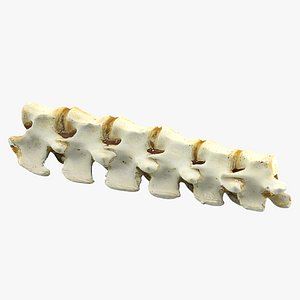 realistic animal spine 3ds