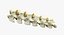 Animal Spine