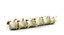 Animal Spine