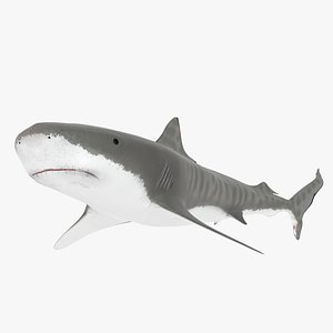 tiger shark 3ds