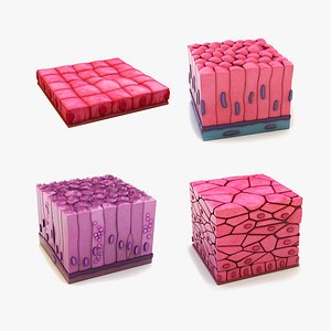 3D model Skin Cells Collection 2