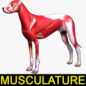 dog musculature 3d model