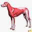 Canine Musculature