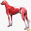 Canine Musculature