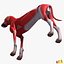 Canine Musculature