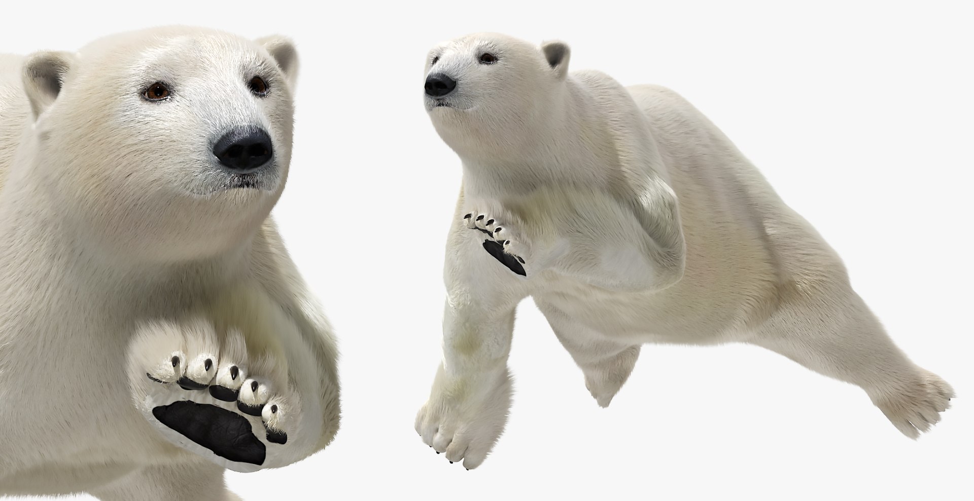 3D White Polar Bear Walk Fur Animated Rigged For Maya https://p.turbosquid.com/ts-thumb/y3/YDz5b2/Ah/white_polar_bear_walk_fur_animated_rigged_for_maya_010/jpg/1774860614/1920x1080/fit_q87/5a338cc4bbf27b8afada15740dd35feec97c2765/white_polar_bear_walk_fur_animated_rigged_for_maya_010.jpg