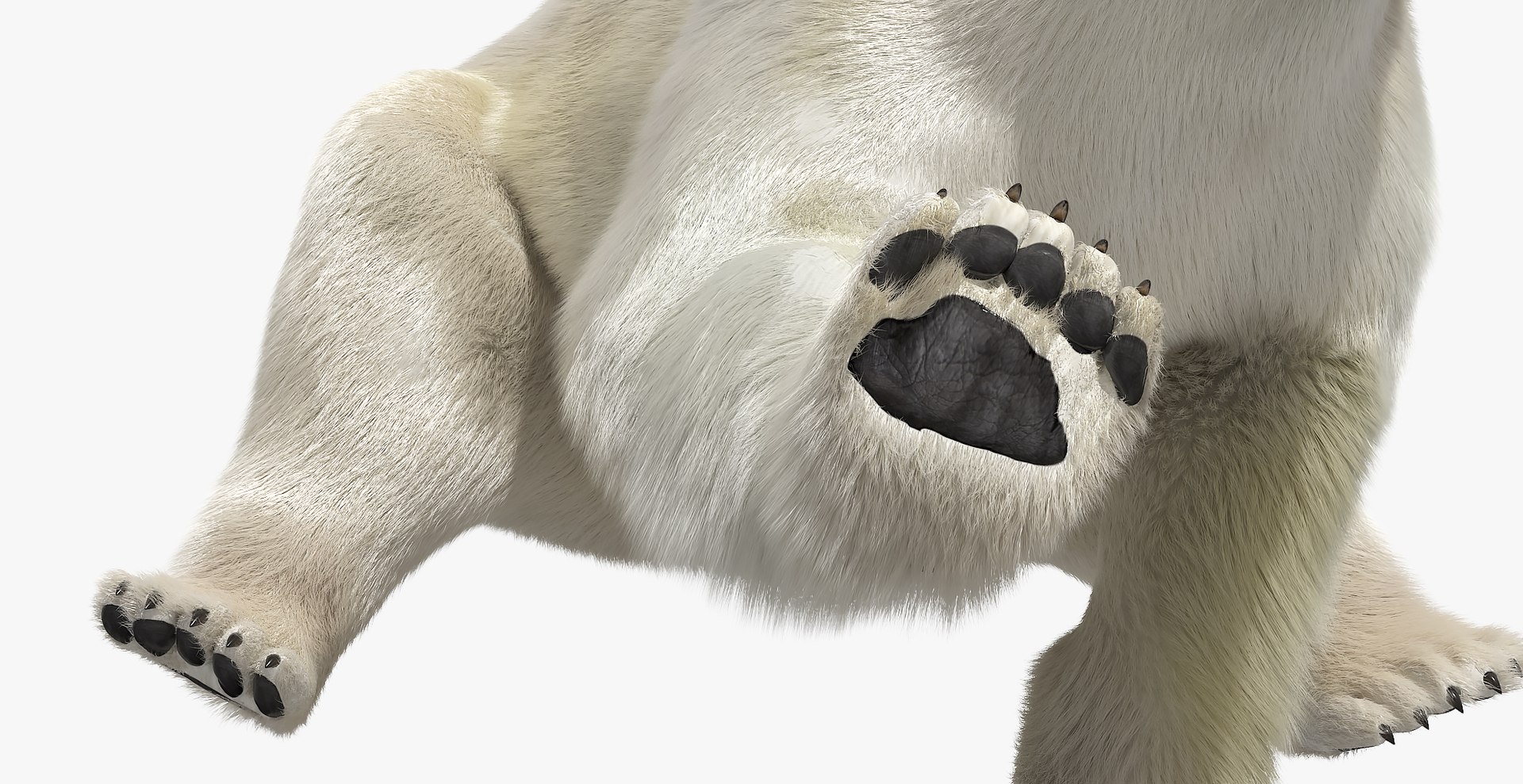 3D White Polar Bear Walk Fur Animated Rigged For Maya https://p.turbosquid.com/ts-thumb/y3/YDz5b2/hp/white_polar_bear_walk_fur_animated_rigged_for_maya_011/jpg/1774860618/1920x1080/fit_q87/2b3fabf21cd1681c4b4d6c4c0349aeacd3718ae8/white_polar_bear_walk_fur_animated_rigged_for_maya_011.jpg