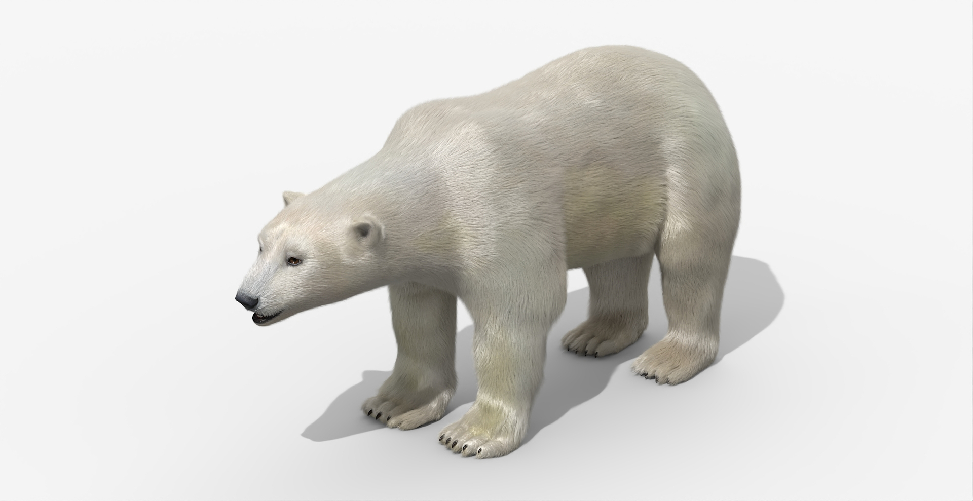 3D White Polar Bear Walk Fur Animated Rigged For Maya https://p.turbosquid.com/ts-thumb/y3/YDz5b2/l0/white_polar_bear_walk_fur_animated_rigged_for_maya_360/jpg/1774860451/1920x1080/turn_fit_q99/1ea6d4881f8418209429214a8a8e860048dabf30/white_polar_bear_walk_fur_animated_rigged_for_maya_360-1.jpg