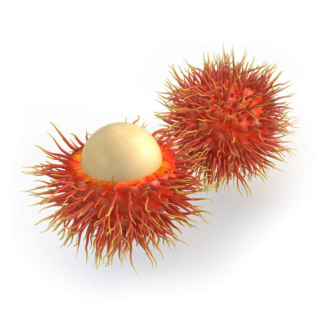 fruits coconut apples 3D model https://p.turbosquid.com/ts-thumb/y3/YUYDEW/RCYsNYWZ/rambutan/jpg/1586879401/1920x1080/fit_q87/bae8cb6af73de72e6e44fcb45f7e4bf19368baef/rambutan.jpg