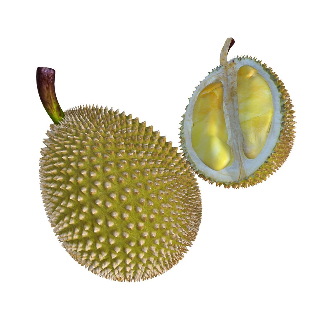 fruits coconut apples 3D model https://p.turbosquid.com/ts-thumb/y3/YUYDEW/kHpEMmHw/durian/jpg/1586879399/1920x1080/fit_q87/851310e7e4ca77136707f3871af4aec775ddb354/durian.jpg