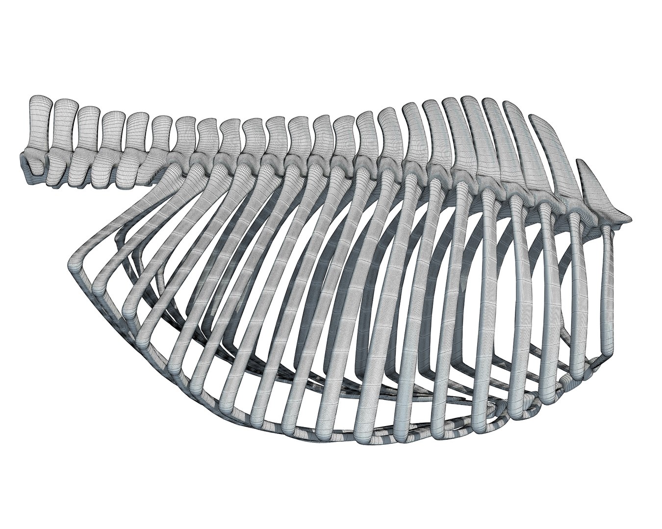 3D Animal Rib Cage Model - TurboSquid 1171330