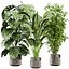 Coleção de plantas vol. 813 - banana - aspidistra - monstera
