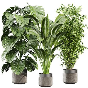 Collection plant vol 813 - banana - aspidistra - monstera