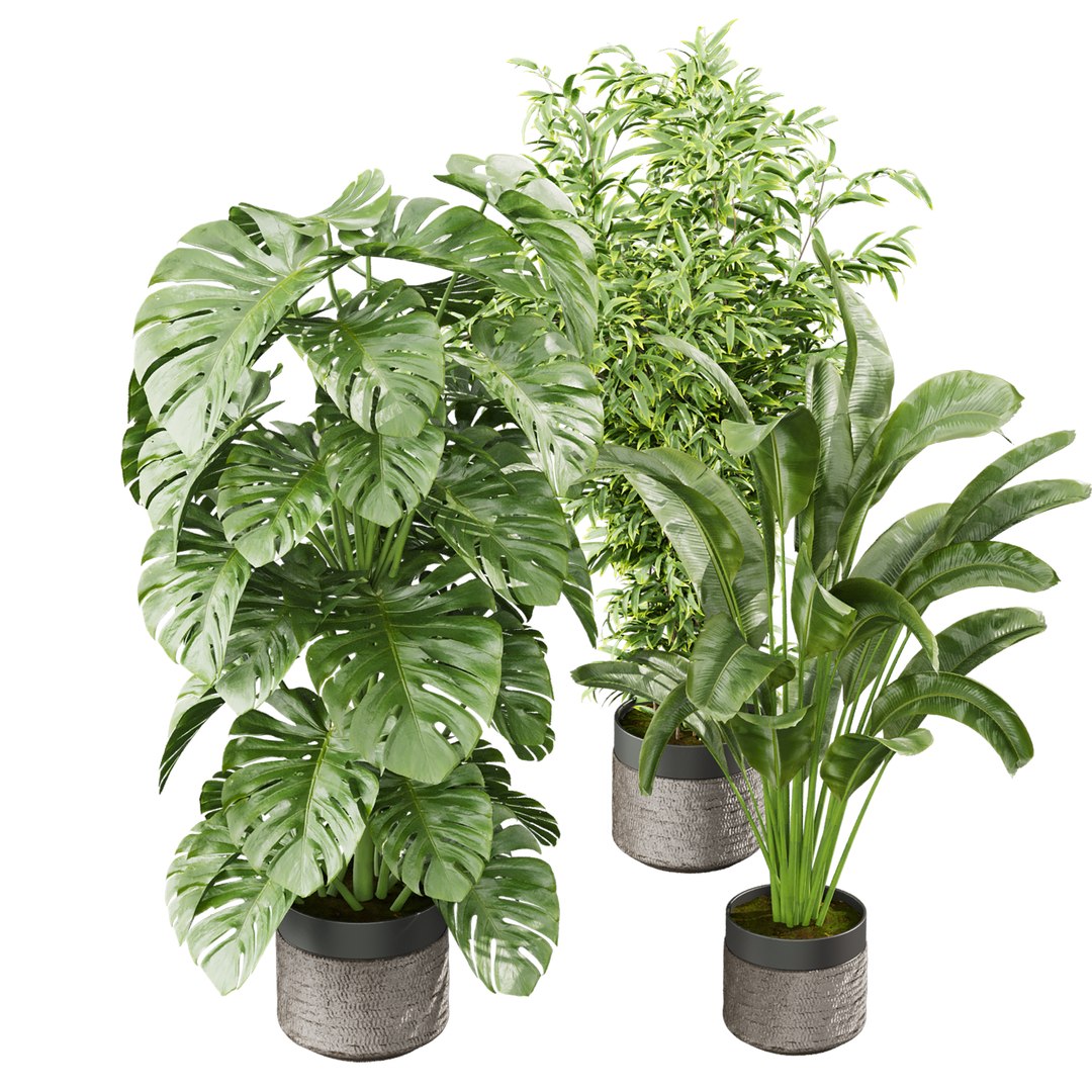 3D model Collection plant vol 813 - banana - aspidistra - monstera https://p.turbosquid.com/ts-thumb/y3/hePj2A/Ng/3/jpg/1767489638/1920x1080/fit_q87/6d3b3ad25722857a4c081335ceca78bf2e1aae07/3.jpg