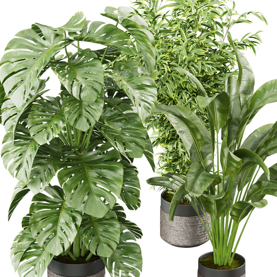3D model Collection plant vol 813 - banana - aspidistra - monstera https://p.turbosquid.com/ts-thumb/y3/hePj2A/ef/5/jpg/1767489641/1920x1080/fit_q87/c90e36ae990d5a3a4c9646591ea4c85151b5d727/5.jpg