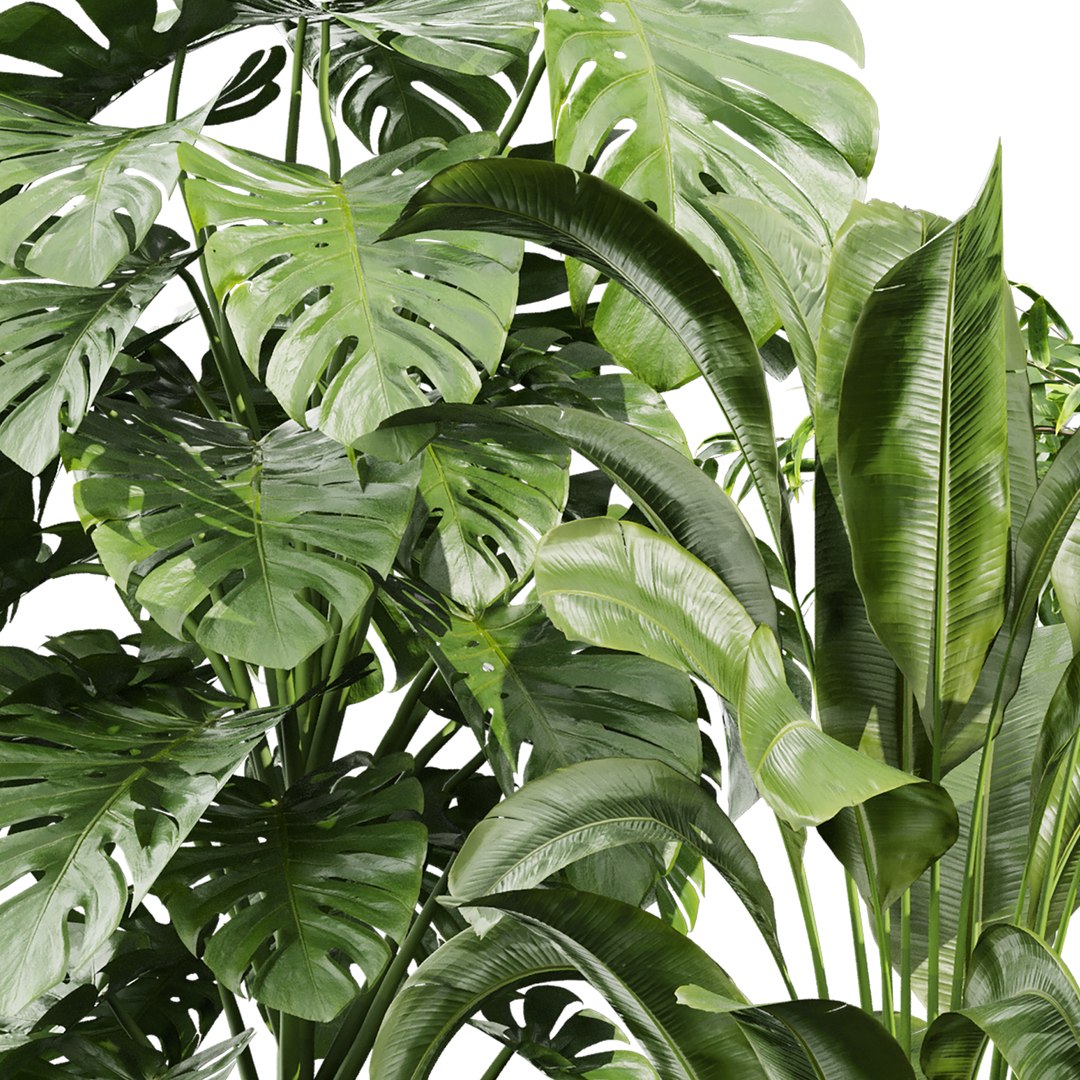 3D model Collection plant vol 813 - banana - aspidistra - monstera https://p.turbosquid.com/ts-thumb/y3/hePj2A/fN/4/jpg/1767489639/1920x1080/fit_q87/ce64303642e8f332372991ae9997008684e55224/4.jpg