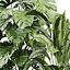 Coleção de plantas vol. 813 - banana - aspidistra - monstera