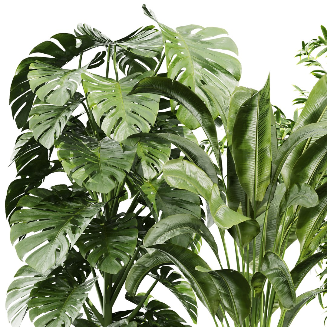 3D model Collection plant vol 813 - banana - aspidistra - monstera https://p.turbosquid.com/ts-thumb/y3/hePj2A/mj/2/jpg/1767489638/1920x1080/fit_q87/80b13b74984ecbd9d79f8a260941eaf3e06bfafb/2.jpg