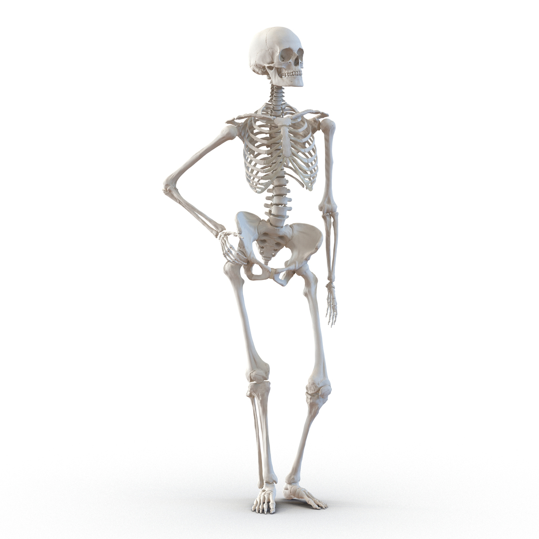 3d human female skeleton pose