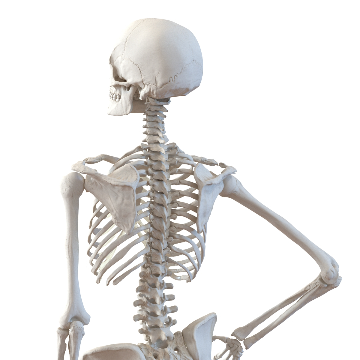 3d human female skeleton pose